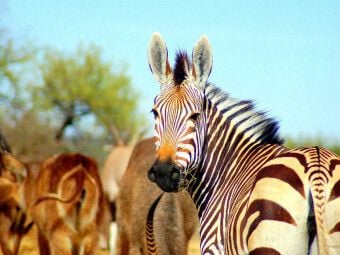 Produktbild: CALVENDO Puzzle Zebra | 1000 Teile Lege-Gr&ouml;&szlig;e 64x48cm Foto-Puzzle f&uuml;r gl&uuml;ckliche Stunden