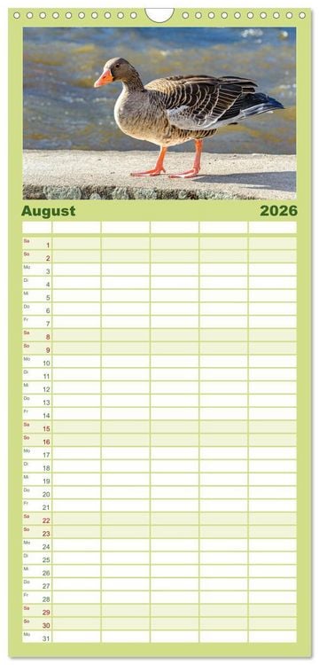 Produktbild: Familienplaner 2026 - Graug&auml;nse in heimischer Umgebung mit 5 Spalten (Wandkalender, 21 x 45 cm) CALVENDO