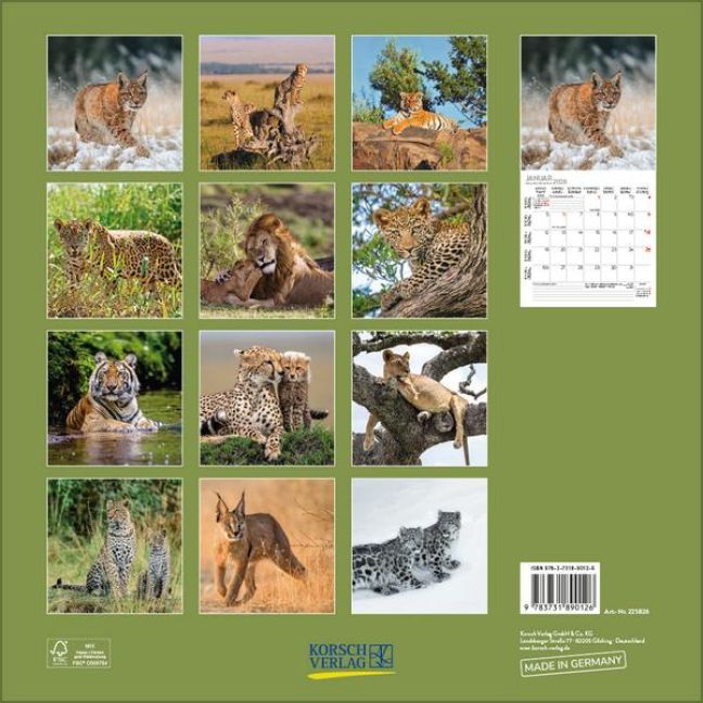 Big Cats 2026