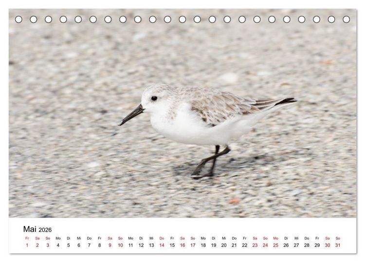 Produktbild: M&ouml;wen am Meer (Tischkalender 2026 DIN A5 quer), CALVENDO Monatskalender