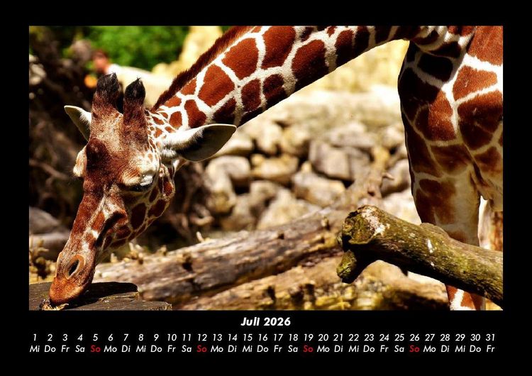 Produktbild: Giraffen 2026 Fotokalender DIN A3