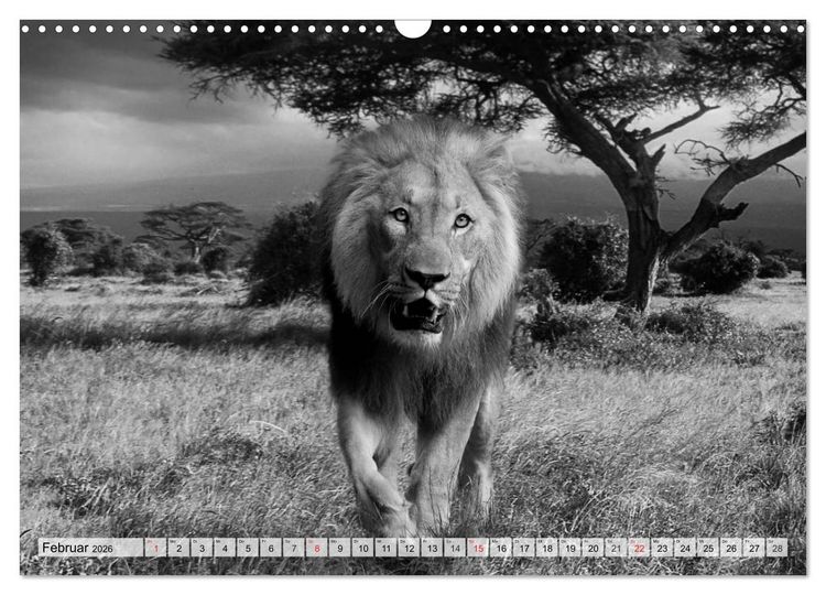 Produktbild: Wilde Tiere in schwarz-wei&szlig; (Wandkalender 2026 DIN A3 quer), CALVENDO Monatskalender