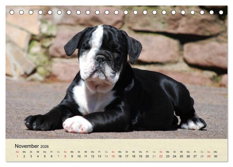 Produktbild: Bulldoggen-Kindergarten (Tischkalender 2026 DIN A5 quer), CALVENDO Monatskalender