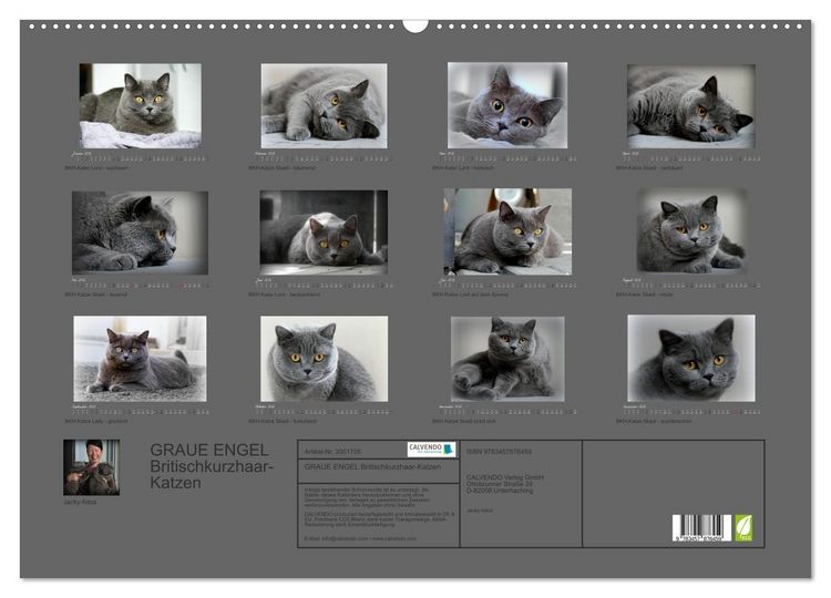 Produktbild: GRAUE ENGEL Britischkurzhaar-Katzen (Wandkalender 2026 DIN A2 quer), CALVENDO Monatskalender