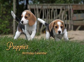 Produktbild: agle Puppies (Puzzle)