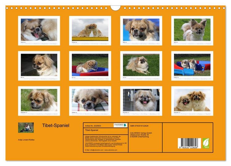 Produktbild: Tibet-Spaniel (Wandkalender 2026 DIN A3 quer), CALVENDO Monatskalender