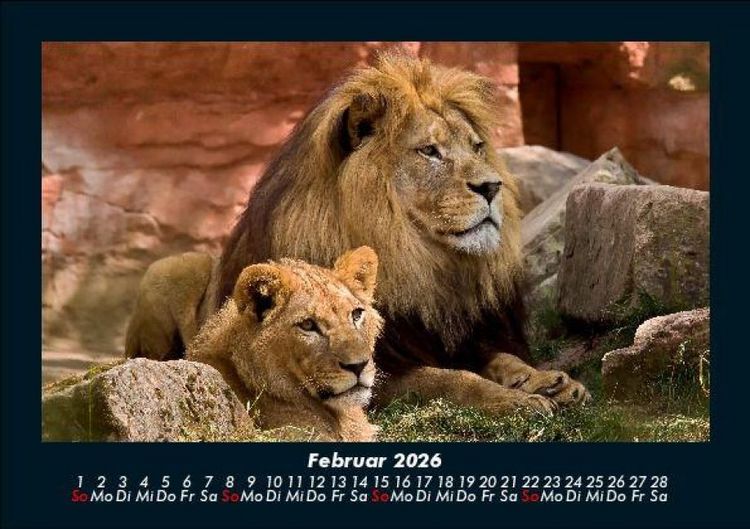 Produktbild: L&ouml;wen in der Wildnis 2026 Fotokalender DIN A5