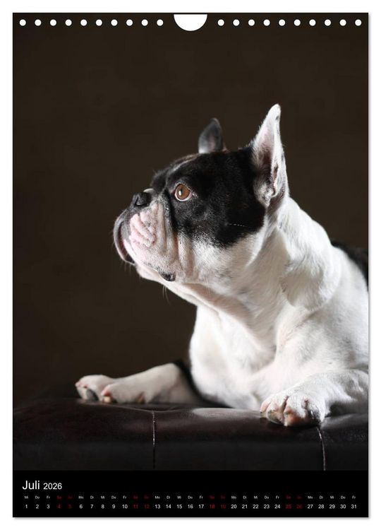 Produktbild: Bullys mit Charme - Franz&ouml;sische Bulldoggen im Portrait (Wandkalender 2026 DIN A4 hoch), CALVENDO Monatskalender