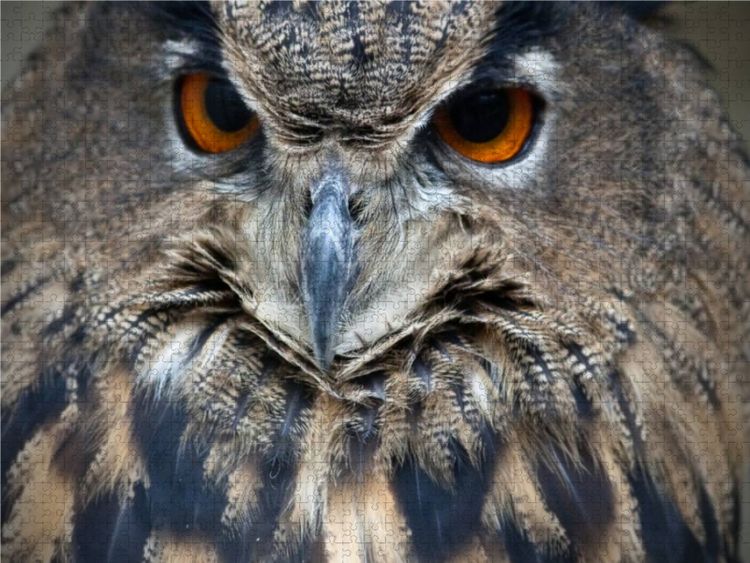 Produktbild: CALVENDO Puzzle Eule | 1000 Teile Lege-Gr&ouml;&szlig;e 64x48cm Foto-Puzzle f&uuml;r gl&uuml;ckliche Stunden