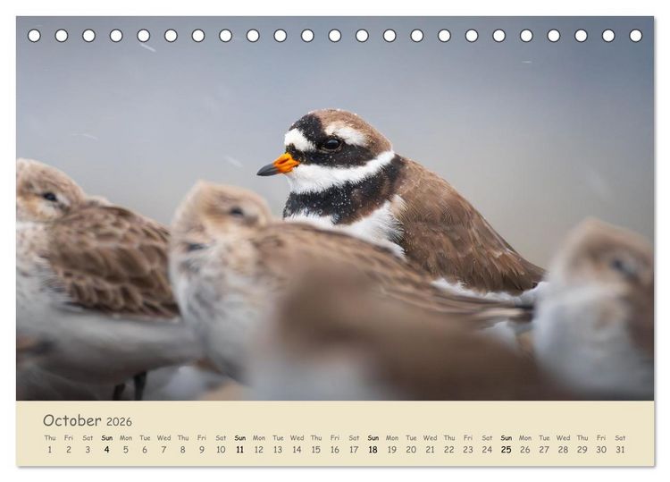 Produktbild: Wild encounters &ndash; Moments in the heart of nature (Desk Calendar 2026 DIN A5 landscape), CALVENDO 12 Month DeskCalendar