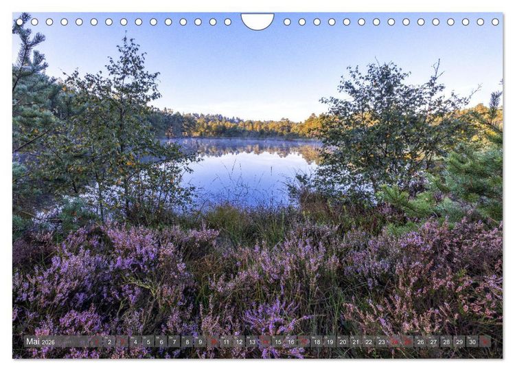 Produktbild: Die L&uuml;neburger Heide - In voller Bl&uuml;te (Wandkalender 2026 DIN A4 quer), CALVENDO Monatskalender
