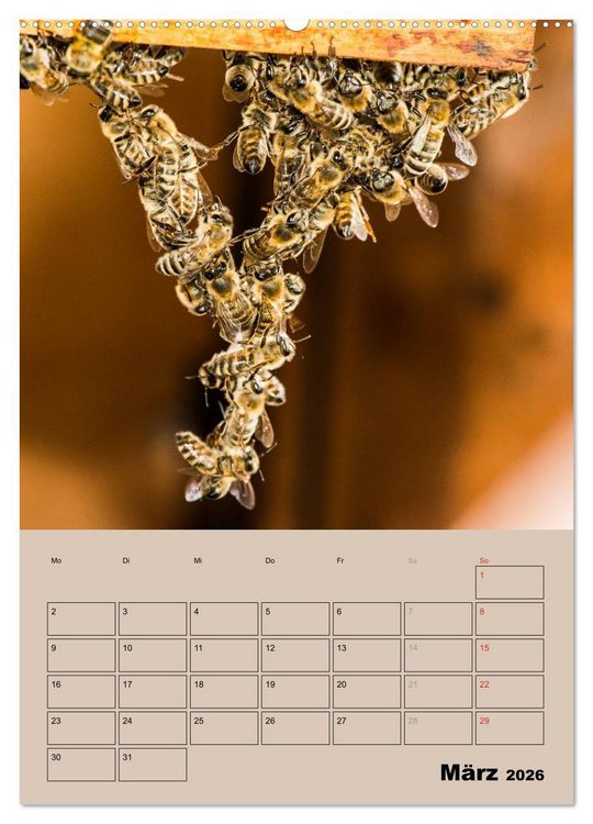 Produktbild: Bienenplaner (Wandkalender 2026 DIN A2 hoch), CALVENDO Monatskalender