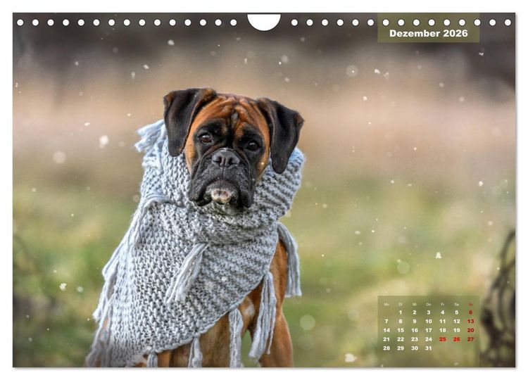 Produktbild: Einmal Boxer - immer Boxer (Wandkalender 2026 DIN A4 quer), CALVENDO Monatskalender