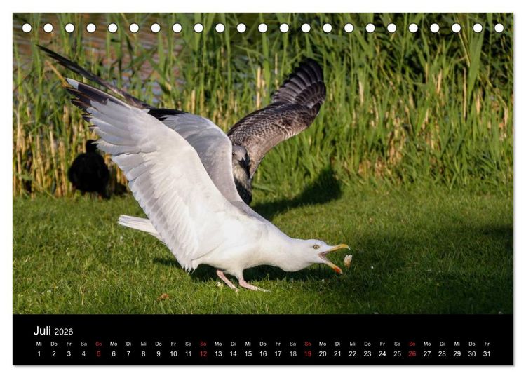 Produktbild: Spontane Fotografie - M&ouml;wen (Tischkalender 2026 DIN A5 quer), CALVENDO Monatskalender