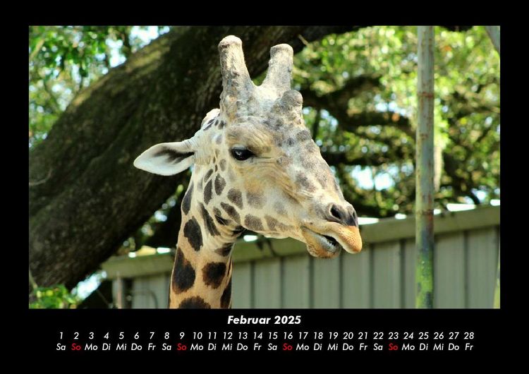 Produktbild: Giraffen 2025 Fotokalender DIN A3