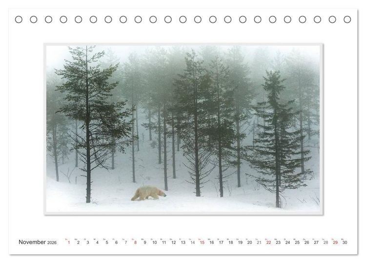 Produktbild: Emotionale Momente: Der Eisb&auml;r. (Tischkalender 2026 DIN A5 quer), CALVENDO Monatskalender