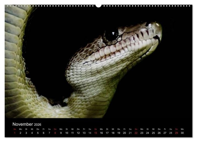 Produktbild: Schlangen (hochwertiger Premium Wandkalender 2026 DIN A2 quer), Kunstdruck in Hochglanz