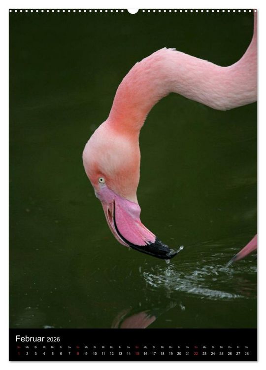 Produktbild: Flamingos - Eleganz in Rot und Rosa (Wandkalender 2026 DIN A2 hoch), CALVENDO Monatskalender