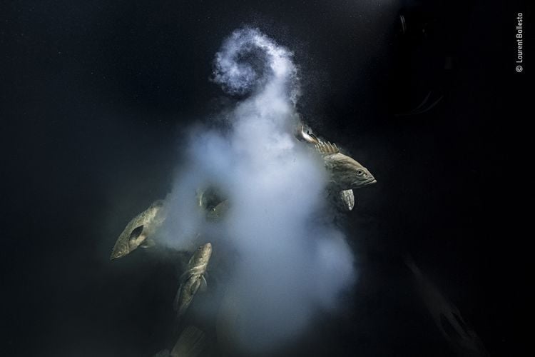Produktbild: Wildlife Fotografien des Jahres &ndash; Portfolio 31