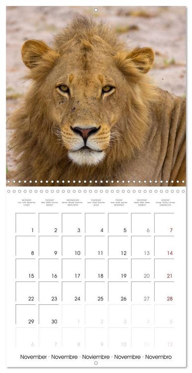 Produktbild: CATS OF AFRICA (Wall Calendar 2027 12 &times; 12 Inch) CALVENDO 12 Month Wall Calendar