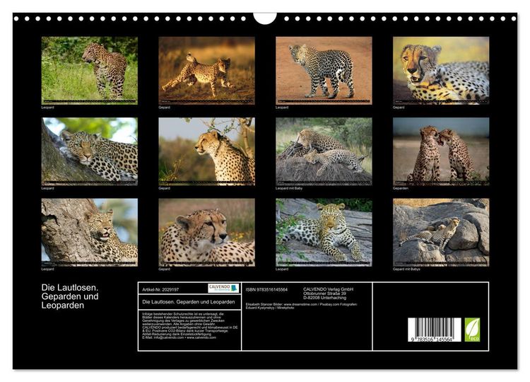 Produktbild: Die Lautlosen. Geparden und Leoparden (Wandkalender 2026 DIN A3 quer), CALVENDO Monatskalender