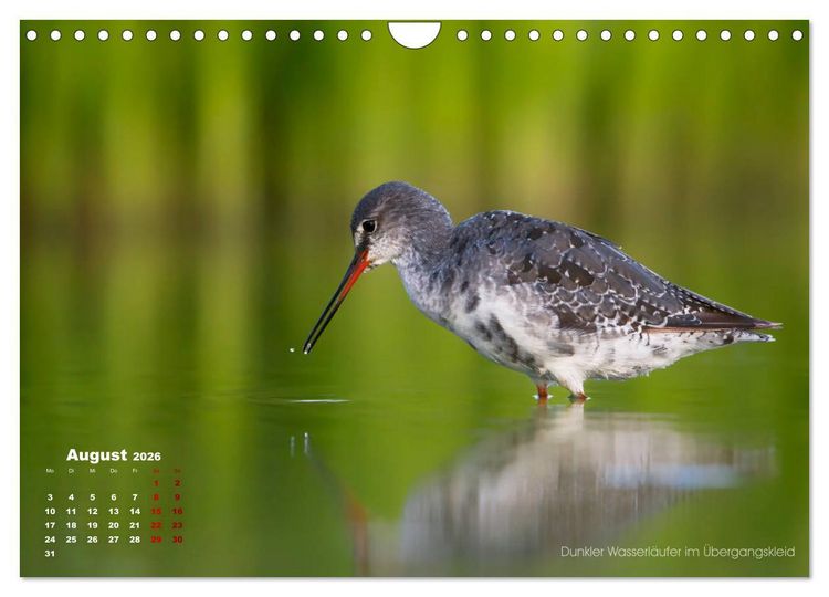 Produktbild: Wattv&ouml;gel an der Friesischen IJsselmeerk&uuml;ste (Wandkalender 2026 DIN A4 quer), CALVENDO Monatskalender