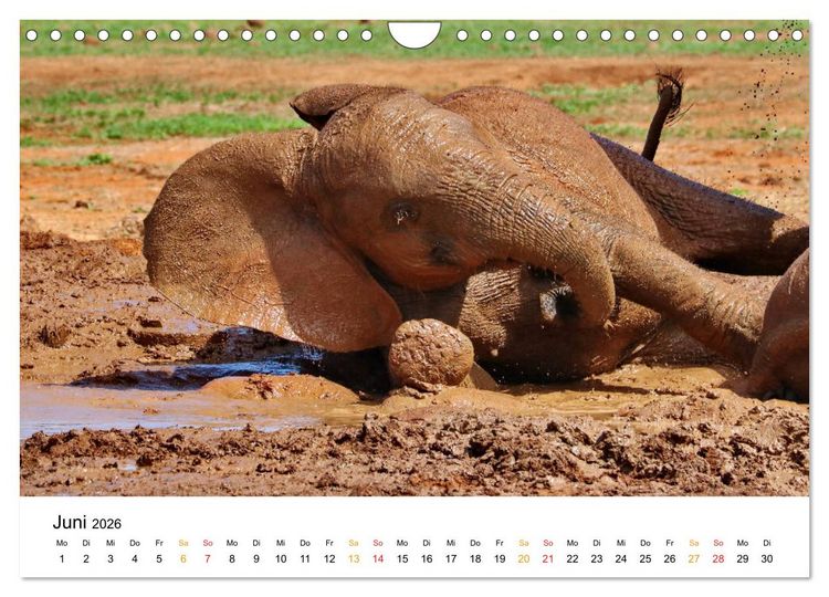 Produktbild: ADDO ELEPHANT NATIONAL PARK Elefanten Babies (Wandkalender 2026 DIN A4 quer), CALVENDO Monatskalender