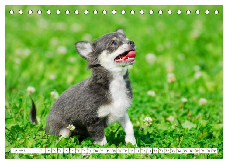 Produktbild: Enegieb&uuml;ndel Chihuahua - Temperament auf vier Pfoten (Tischkalender 2026 DIN A5 quer), CALVENDO Monatskalender