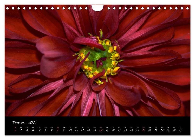 Produktbild: Serenade - Visuelle Musik der Blumen (Wandkalender 2026 DIN A4 quer), CALVENDO Monatskalender