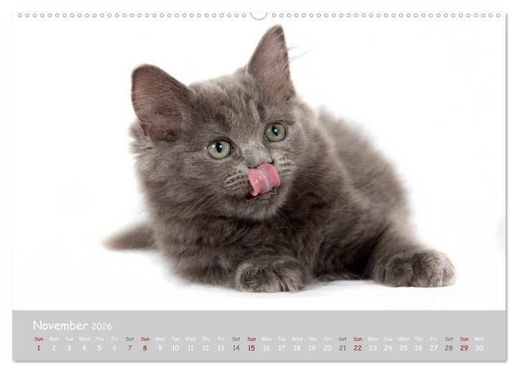 Produktbild: Amazing Ragdoll Kittens (High Quality Premium Wall Calendar 2026 DIN A2 landscape),CALVENDO 12 Month Wall Calendar