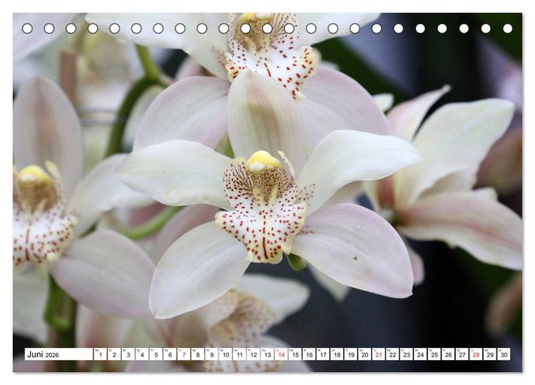 Produktbild: Prachtvolle Orchideen (Tischkalender 2026 DIN A5 quer), CALVENDO Monatskalender