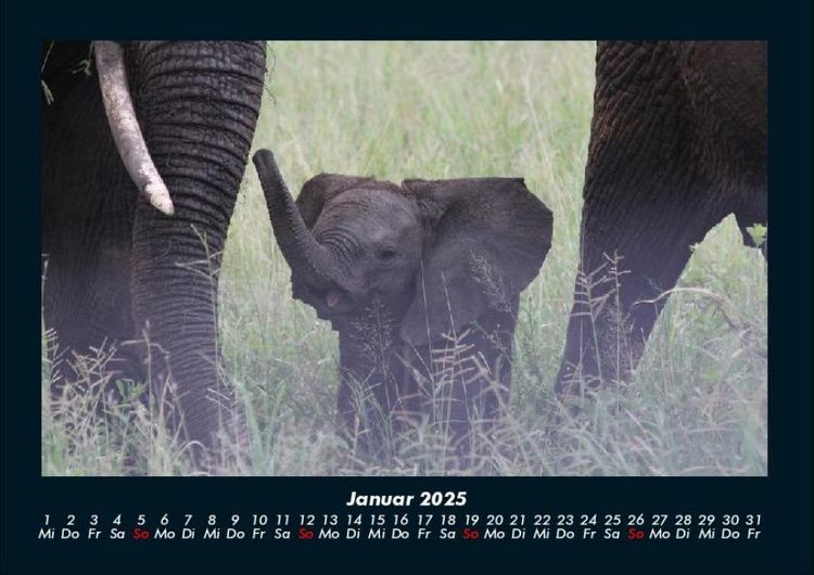 Produktbild: Elefanten 2025 Fotokalender DIN A4