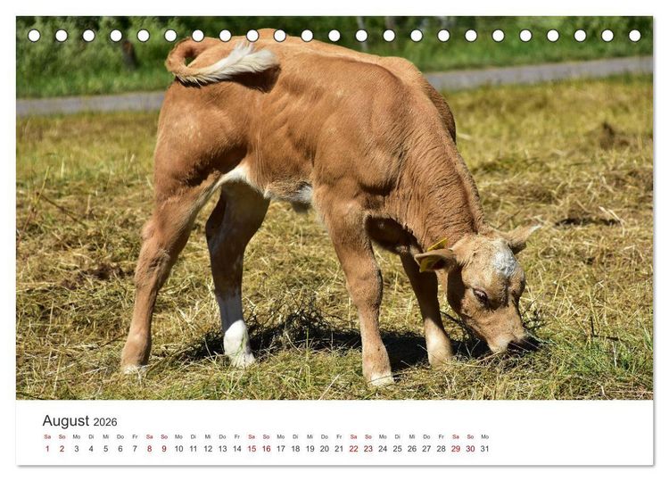 Produktbild: K&auml;lber - Kleine Herzensbrecher auf den Wiesen (Tischkalender 2026 DIN A5 quer), CALVENDO Monatskalender