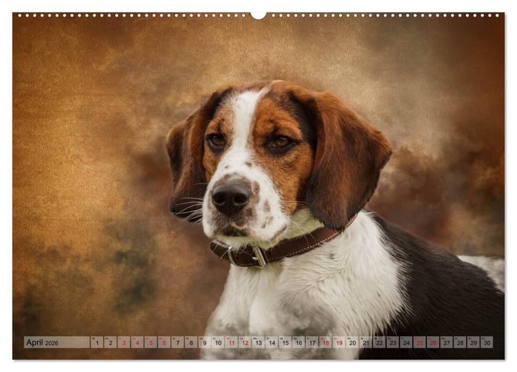 Produktbild: Jagdhunde im Portrait (Wandkalender 2026 DIN A2 quer), CALVENDO Monatskalender