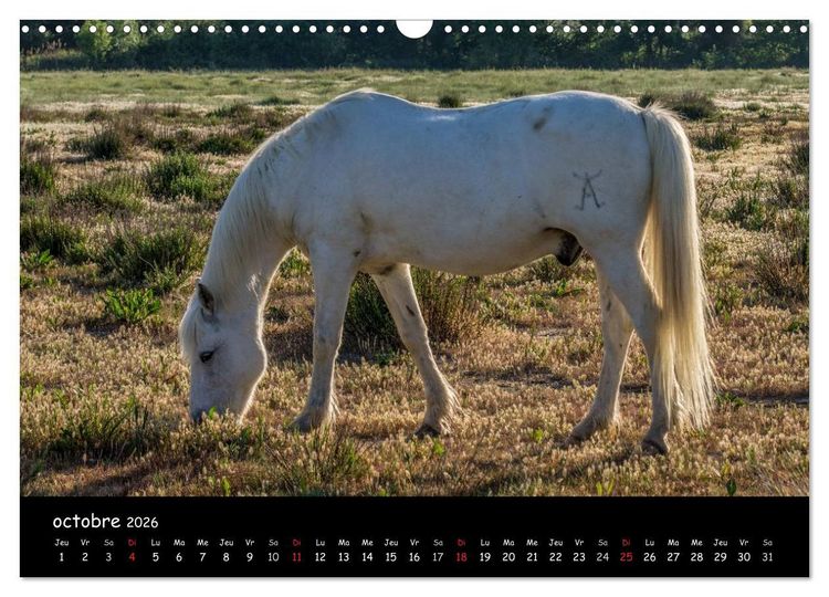 Produktbild: Cheval camarguais (Calendrier mural 2026 DIN A3 vertical), CALVENDO calendrier mensuel
