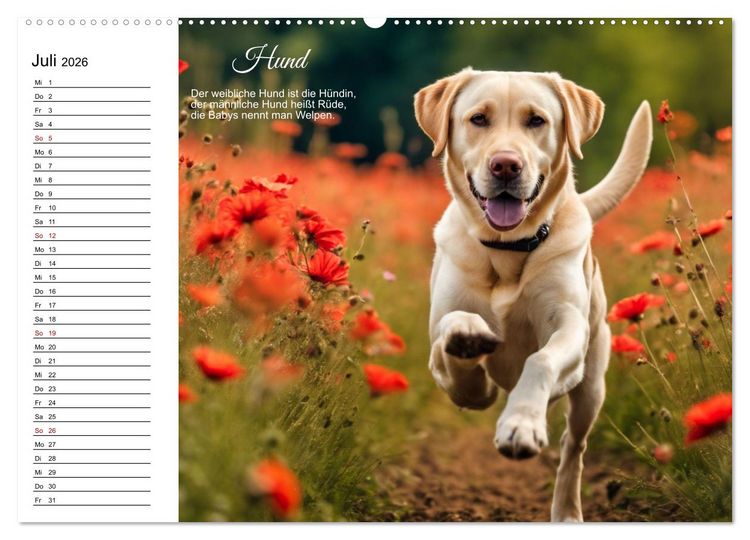 Produktbild: F&uuml;r pfiffige Kids- Haus- und Hoftiere (hochwertiger Premium Wandkalender 2026 DIN A2 quer), Kunstdruck in Hochglanz
