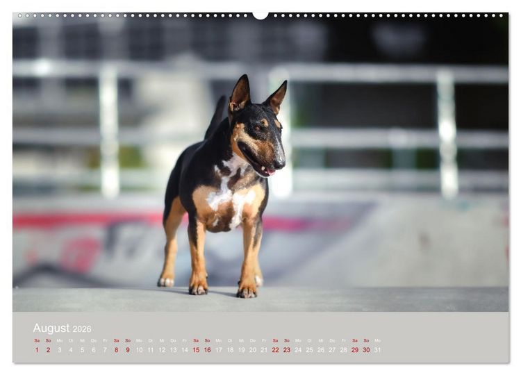 Produktbild: Fantastische Bullterrier - Sieger im Herzen (Wandkalender 2026 DIN A2 quer), CALVENDO Monatskalender