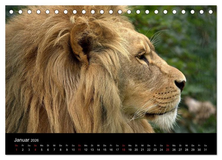 Produktbild: L&ouml;wen (Tischkalender 2026 DIN A5 quer), CALVENDO Monatskalender