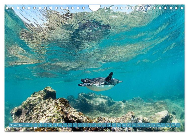 Produktbild: Pinguine: Gehupft wie gesprungen (Wandkalender 2026 DIN A4 quer), CALVENDO Monatskalender