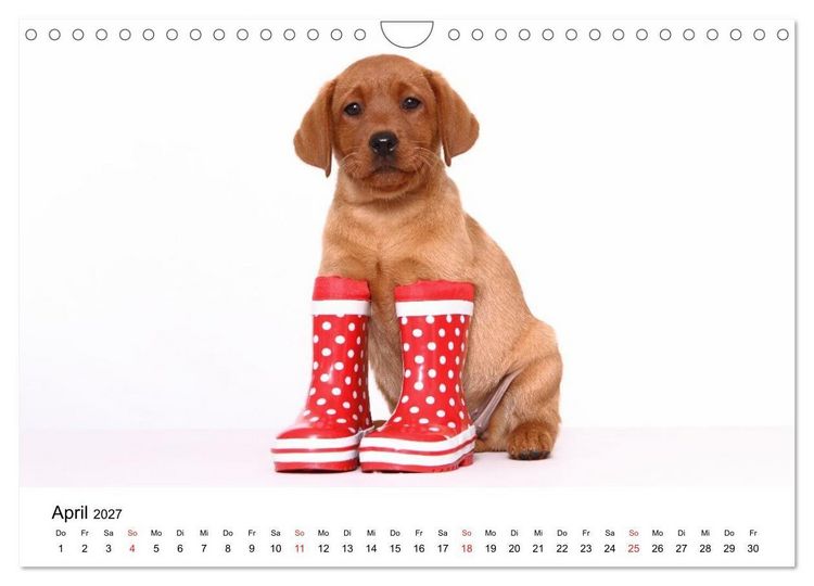 Produktbild: Funny Dogs (Wandkalender 2027 DIN A4 quer), CALVENDO Monatskalender