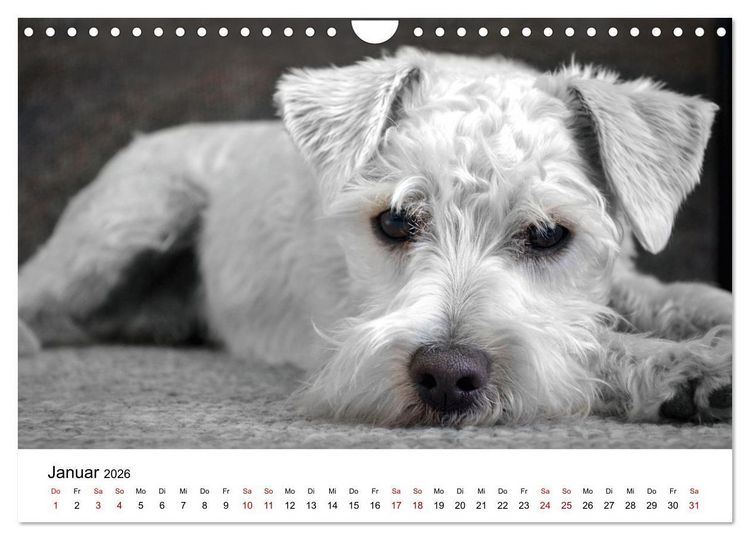 Produktbild: Total gechillte Hunde (Wandkalender 2026 DIN A4 quer), CALVENDO Monatskalender