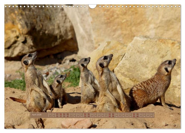 Produktbild: Erdm&auml;nnchen (Wandkalender 2026 DIN A3 quer), CALVENDO Monatskalender