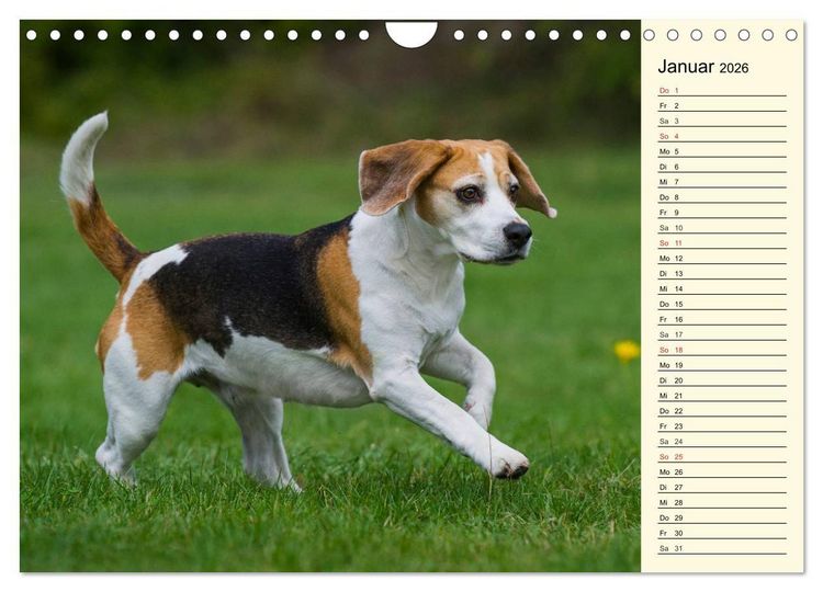 Produktbild: Beagle - Herz auf 4 Pfoten (Wandkalender 2026 DIN A4 quer), CALVENDO Monatskalender