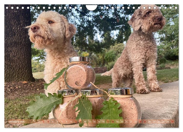 Produktbild: Tr&eacute;sors de truffes fran&ccedil;aises (Calendrier mural 2026 DIN A4 vertical), CALVENDO calendrier mensuel