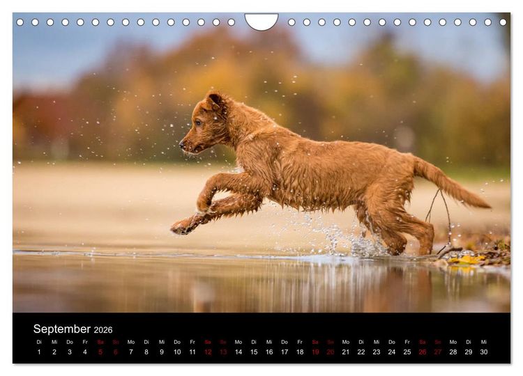 Produktbild: Toller - Nova Scotia Duck Tolling Retriever (Wandkalender 2026 DIN A4 quer), CALVENDO Monatskalender