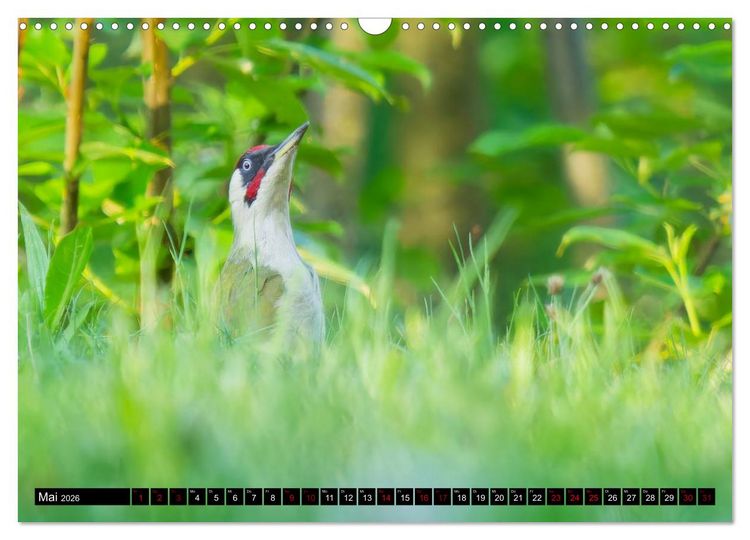 Produktbild: Wildtiere des Paderborner Landes (Wandkalender 2026 DIN A3 quer), CALVENDO Monatskalender