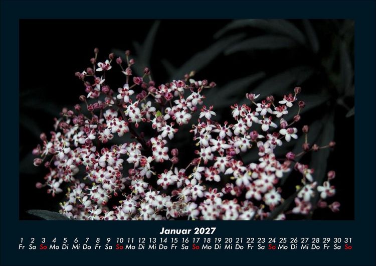 Produktbild: Blumenkalender 2027 Fotokalender DIN A4