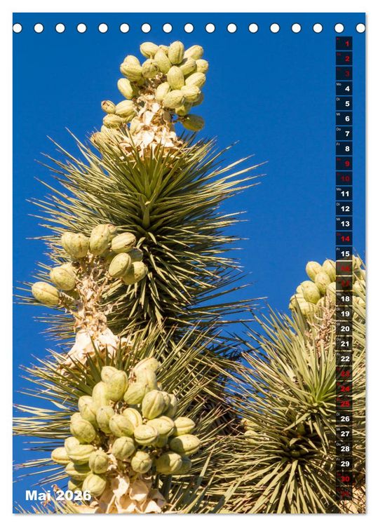 Produktbild: Impressionen aus dem JOSHUA TREE NATIONAL PARK (Tischkalender 2026 DIN A5 hoch), CALVENDO Monatskalender