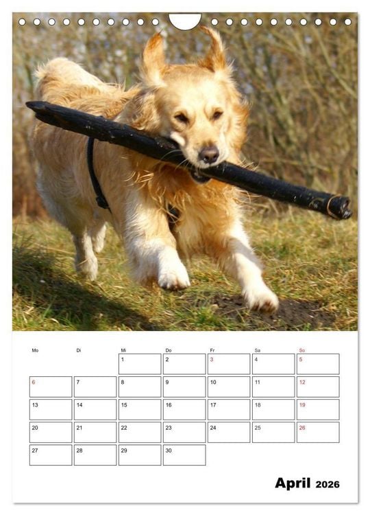 Produktbild: Gl&uuml;cklicher Golden Retriever (Wandkalender 2026 DIN A4 hoch), CALVENDO Monatskalender