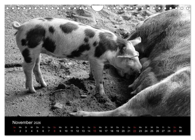 Produktbild: Das Leben der Schweine (Wandkalender 2026 DIN A4 quer), CALVENDO Monatskalender